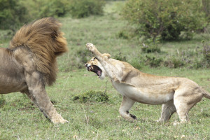 Lions have the highest percentage of muscle in their body of all mammals.  (Photo credit: © 2015 Thinkstock)