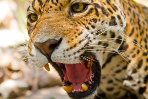 The Jaguar has the most powerful bite, pound for pound, of the big cats.  (Photo credit: © 2015 Thinkstock)