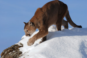 A mountain lion in snow.  (photo credit:  Mark Elbroch/ Panthera)