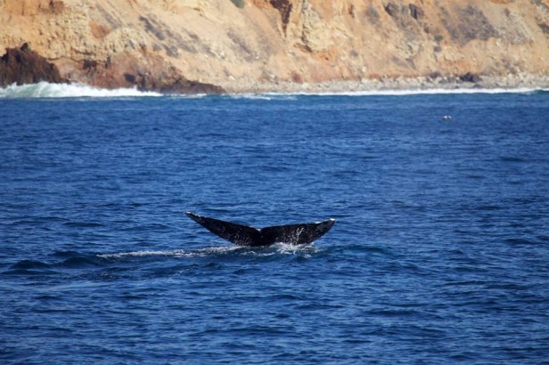 Los Angeles.- A su paso por la Costa de California, las ballenas que migran de Alaska a México pueden ser admiradas en todo su explendor. Fotos: AU2