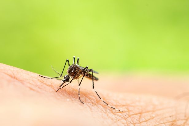 Mosquito_Virus del Nilo Occidental